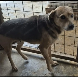 Gyepmesteri telep gazdakeresői - kép 2