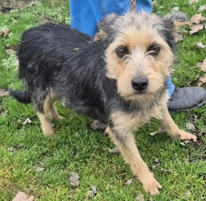 Gyepmesteri telep gazdakeresői - kép 4