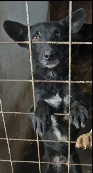 Gyepmesteri telep gazdakeresői - kép 7