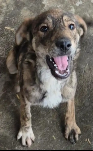 Gyepmesteri telep gazdakeresői - kép 8