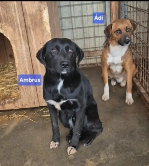 Gyepmesteri telep gazdakeresői - kép 10