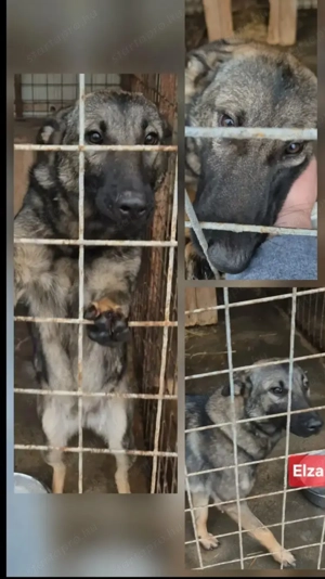 Gyepmesteri telep gazdakeresői - kép 9