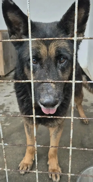 Gyepmesteri telep gazdakeresői - kép 6