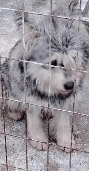 Jászladányi gyepmesteri telep gazdakeresői sos