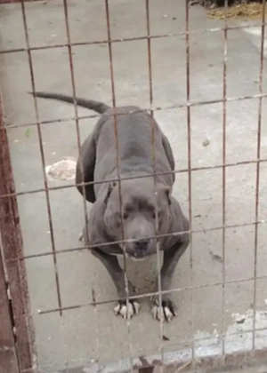 Jászladányi gyepmesteri telep gazdakeresői sos - kép 3