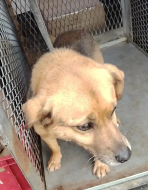 Jászladányi gyepmesteri telep gazdakeresői sos - kép 2