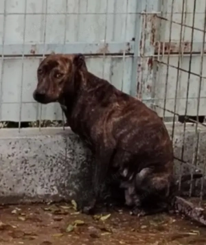 Jászladányi gyepmesteri telep gazdakeresői sos - kép 6