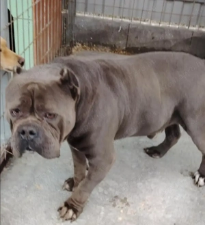 Jászladányi gyepmesteri telep gazdakeresői sos - kép 5