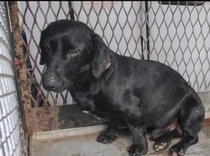 Jászladányi gyepmesteri telep gazdakeresői sos - kép 4