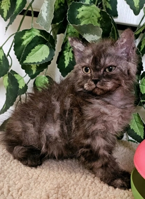 Göndör szőrű cica baba, Selkirk Rex Longhair eladó. - kép 2