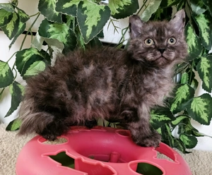 Göndör szőrű cica baba, Selkirk Rex Longhair eladó.