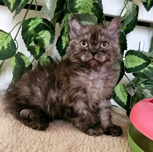 Göndör szőrű cica baba, Selkirk Rex Longhair eladó. - kép 3