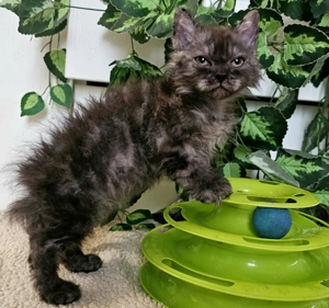 Göndör szőrű cica baba, Selkirk Rex Longhair eladó. - kép 4
