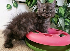 Göndör szőrű cica baba, Selkirk Rex Longhair eladó. - kép 5