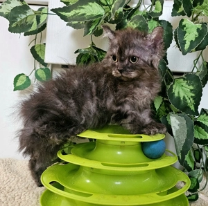 Göndör szőrű cica baba, Selkirk Rex Longhair eladó. - kép 6