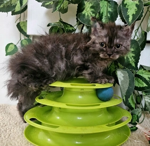 Göndör szőrű cica baba, Selkirk Rex Longhair eladó. - kép 7