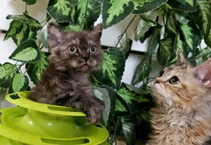 Göndör szőrű cica baba, Selkirk Rex Longhair eladó. - kép 8