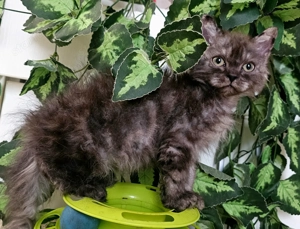 Göndör szőrű cica baba, Selkirk Rex Longhair eladó. - kép 9