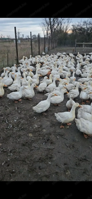 Eladó tanyasi pecsenye kacsa 