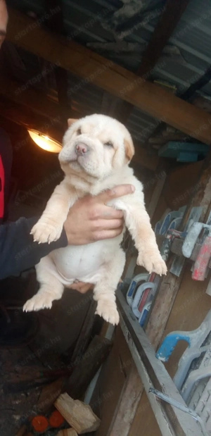 Shar pei baba - kép 2