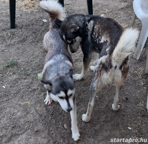 husky kutyák - kép 2