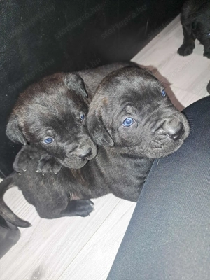 Cane Corso kis kutyák 