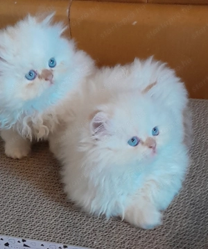 Perzsa kiscicák eladók! - kép 6