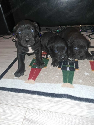 Cane Corso kis kutyák  - kép 2