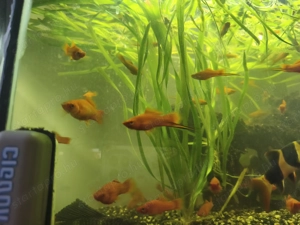 Xipho halak eladók - kép 2