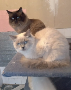 Eladó ragdoll fiú cica  - kép 9