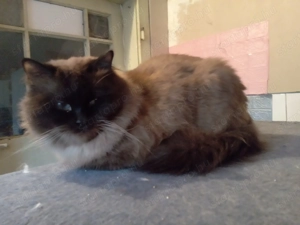 Eladó ragdoll fiú cica  - kép 8