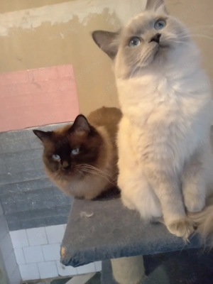 Eladó ragdoll fiú cica  - kép 10