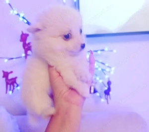 Spicc kislány gazdisodna, német spicc , hófehér szülőktől.. hófehér kölyök 