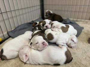 Angol Bulldog kiskutyák