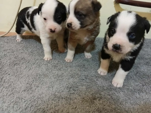 Dalmata másfél hónapos 