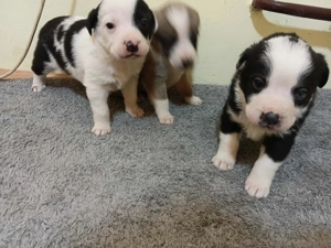 Dalmata másfél hónapos  - kép 2