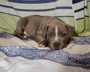 XL American Bully k k színű kölykök eladók