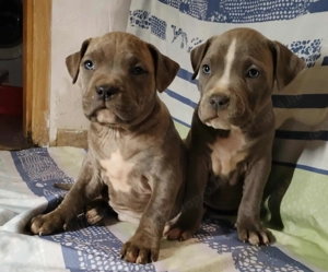 XL American Bully k k színű kölykök eladók - kép 2