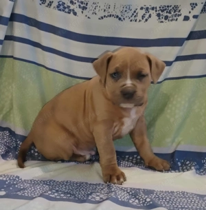XL American Bully k k színű kölykök eladók - kép 3
