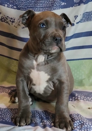 XL American Bully k k színű kölykök eladók - kép 4