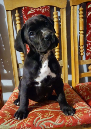 Cane Corso kutyusok törzskönyves szülőktöl  - kép 2