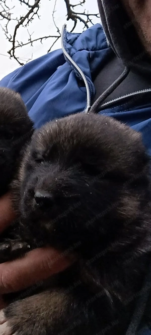 Elado kozep Ázsiai kiskutyák  - kép 5