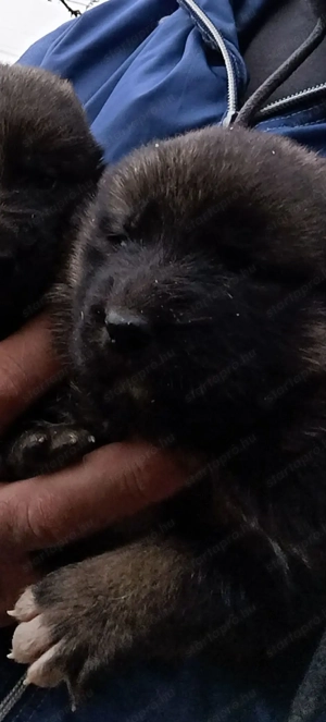 Elado kozep Ázsiai kiskutyák  - kép 4