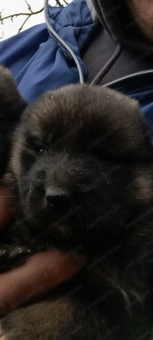 Elado kozep Ázsiai kiskutyák  - kép 3