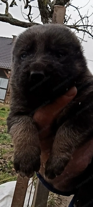 Elado kozep Ázsiai kiskutyák  - kép 2