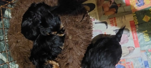 Eladó York-i kan kis kutyák  - kép 2