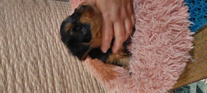 Eladó York-i kan kis kutyák 