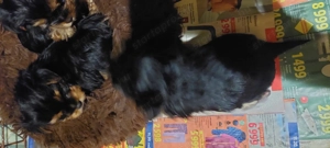 Eladó York-i kan kis kutyák  - kép 3