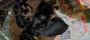 Eladó York-i kan kis kutyák  - kép 4