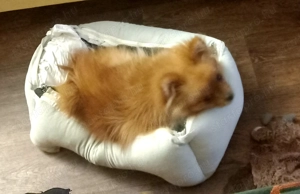 7 hónapos cuki Spitz kislány - kép 2